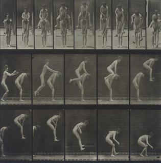 Eadweard Muybridge - Untitled (from Animal Locomotion, plate 167), 1887