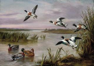 Edgar Hunt - Mallard and Sheldrake