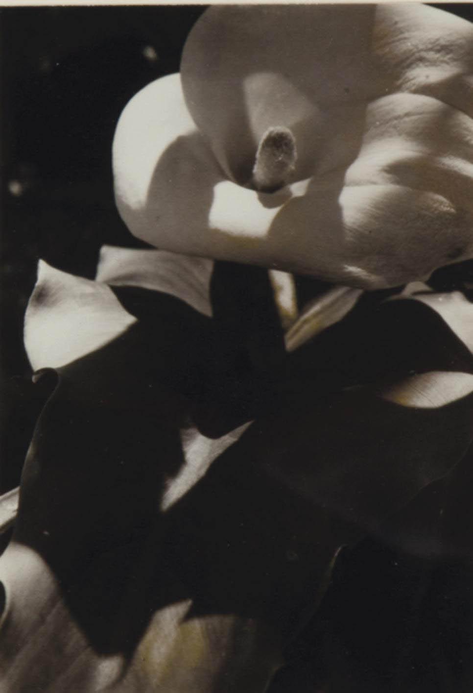 Edmund Teske - Untitled (Flower)