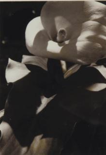 Edmund Teske - Untitled (Flower)