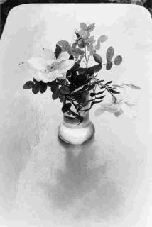 Edouard Boubat - Fleur des Champs