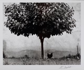 Edouard Boubat - La Poule et l\'Arbre, France