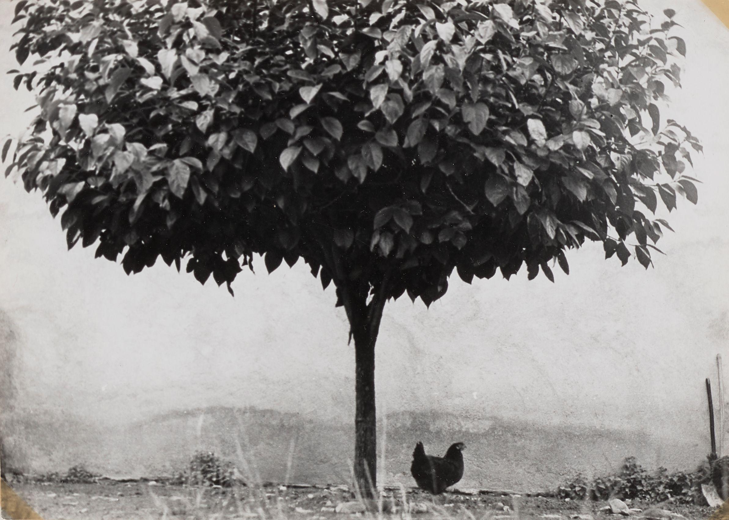 Edouard Boubat - \'La Poule\'