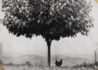 Edouard Boubat - \'La Poule\'