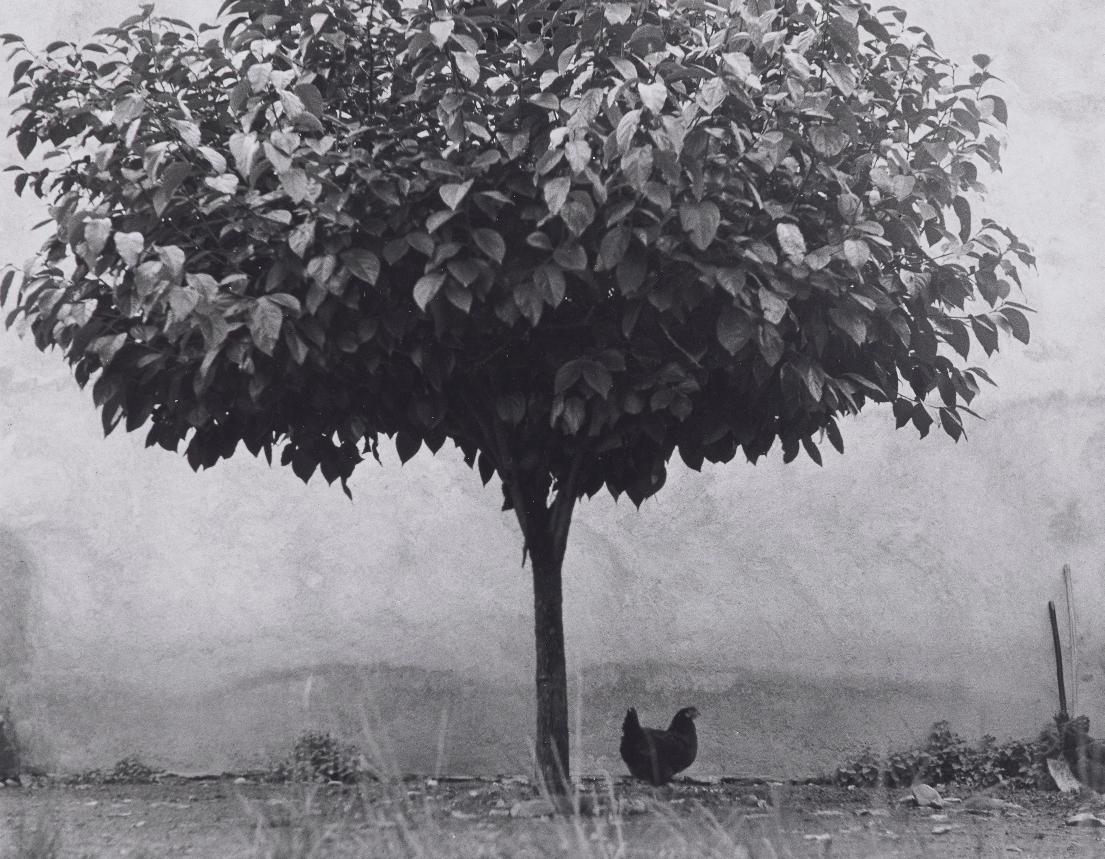 Edouard Boubat - \'L\'Arbre et la Poule, Sud de France\'