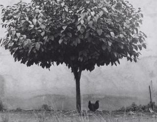 Edouard Boubat - \'L\'Arbre et la Poule, Sud de France\'