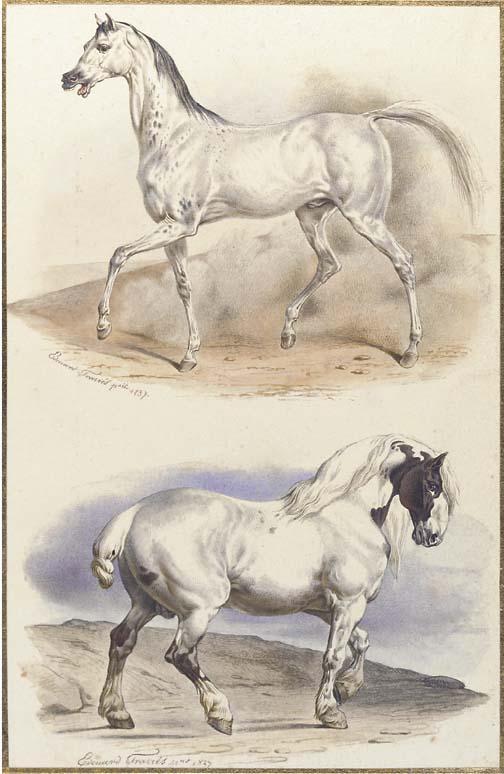 Edouard Travies - An Arab stallion and a carthorse