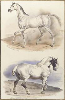 Edouard Travies - An Arab stallion and a carthorse