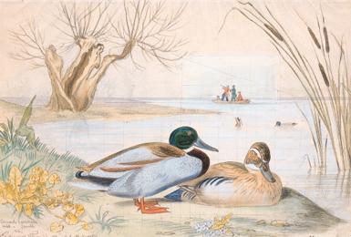 Edouard Travies - Canards sauvages, mâle et femelle - Wild ducks, male and female.