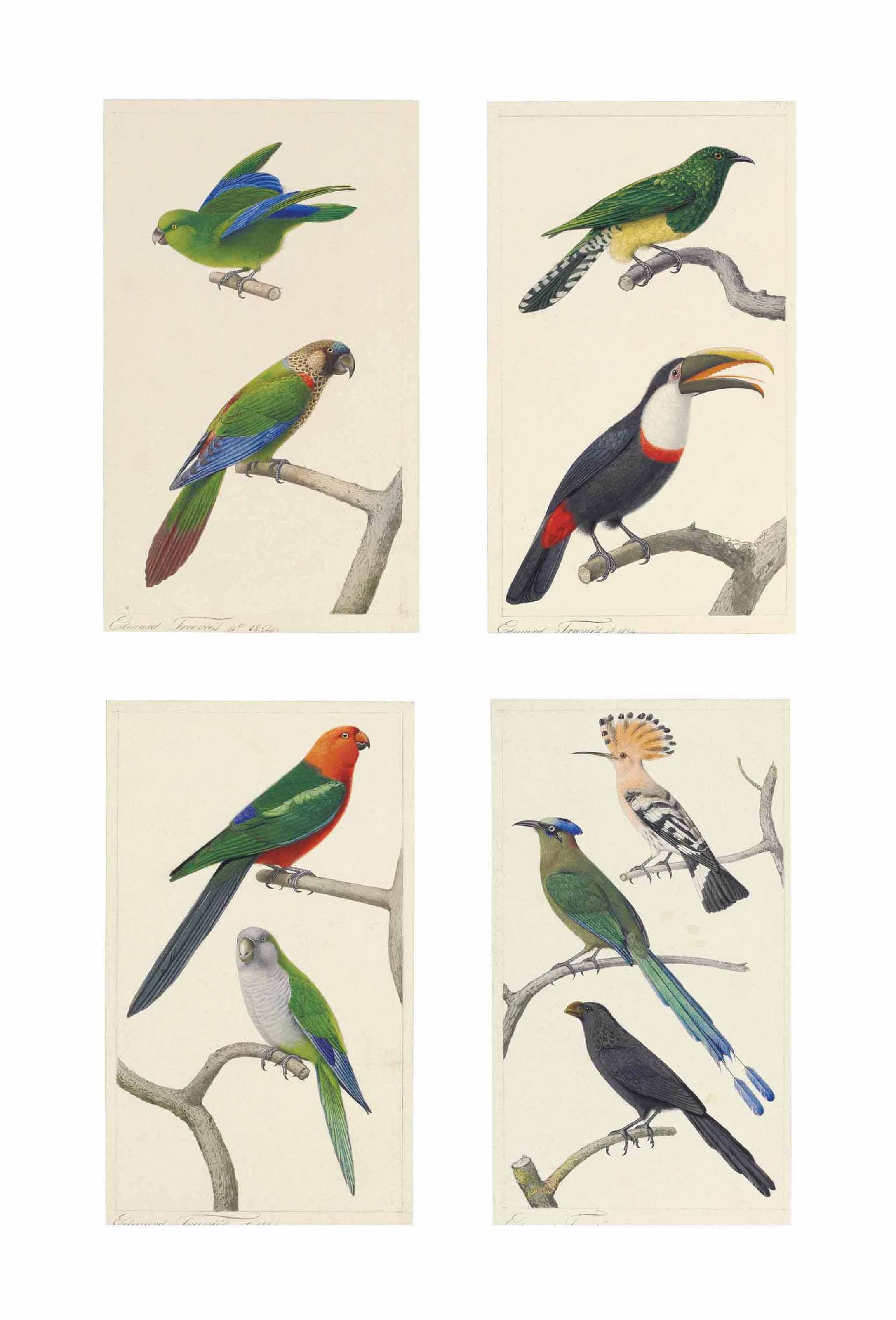 Édouard Traviès - Exotic birds: Mexican parrotlet and Painted conure; Emerald cuckoo and Citron-throated Toucan; Green-winged king parrot and Monk parakeet; and Hoopoe, Blue crowned motmot, and Groove-billed ani