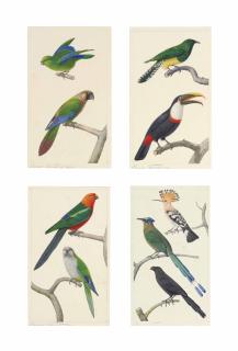 Édouard Traviès - Exotic birds: Mexican parrotlet and Painted conure; Emerald cuckoo and Citron-throated Toucan; Green-winged king parrot and Monk parakeet; and Hoopoe, Blue crowned motmot, and Groove-billed ani