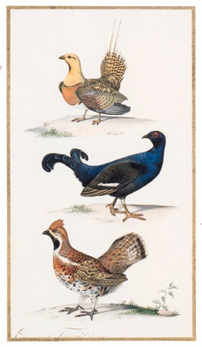 Edouard Travies - Ganga cata - Pin-tailed grouse - Pterodes alcata Tétras-lyre - Black-cock - Lyrurus tetrix Gélinotte des bois - Hazel-grouse - Bonasa bonasia