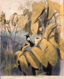 Edouard Travies - La moucherolle du Paradis [et] petit rubis de la Caroline - Two hummingbirds