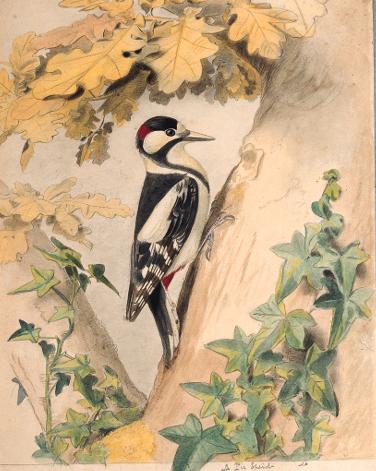 Edouard Travies - Le Pic épeiche - Woodpecker