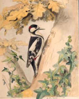 Edouard Travies - Le Pic épeiche - Woodpecker