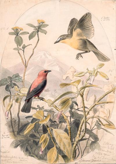 Edouard Travies - L\'Icterie à col dor et le Pyranga du Canada - Icteria auricollis et Pyranga rubra