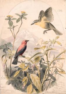 Edouard Travies - L\'Icterie à col dor et le Pyranga du Canada - Icteria auricollis et Pyranga rubra