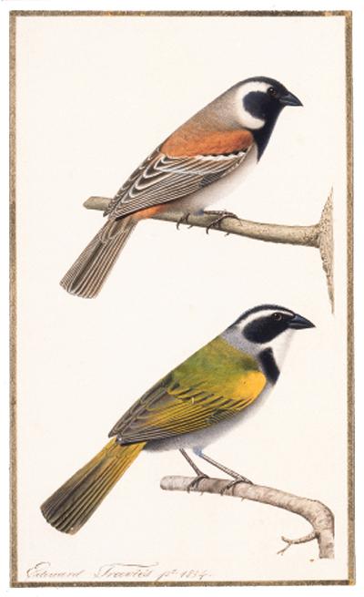 Edouard Travies - Moineau du Cap - Cape Sparrow Moineau silencieux - Mute Sparrow