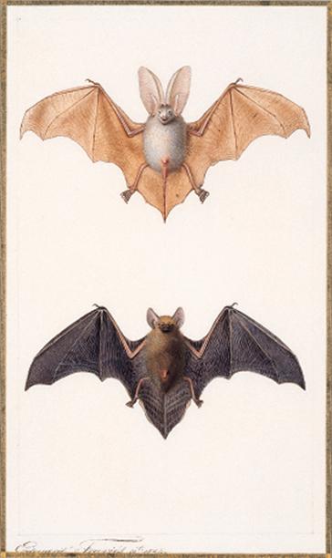 Edouard Travies - Oreillard - Long-Eared Bat - Plecotus sp. Murin - Common Bat - Myotis sp. signed and dated \