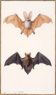 Edouard Travies - Oreillard - Long-Eared Bat - Plecotus sp. Murin - Common Bat - Myotis sp. signed and dated \