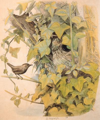 Edouard Travies - Troglodyte - Wren - Troglodytus
