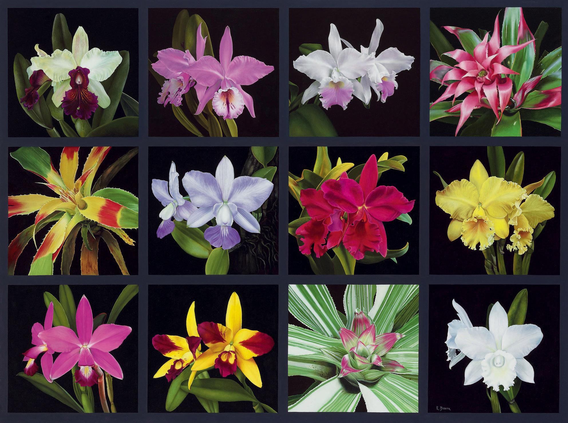 Eduardo Bortk - Colors of Nature I