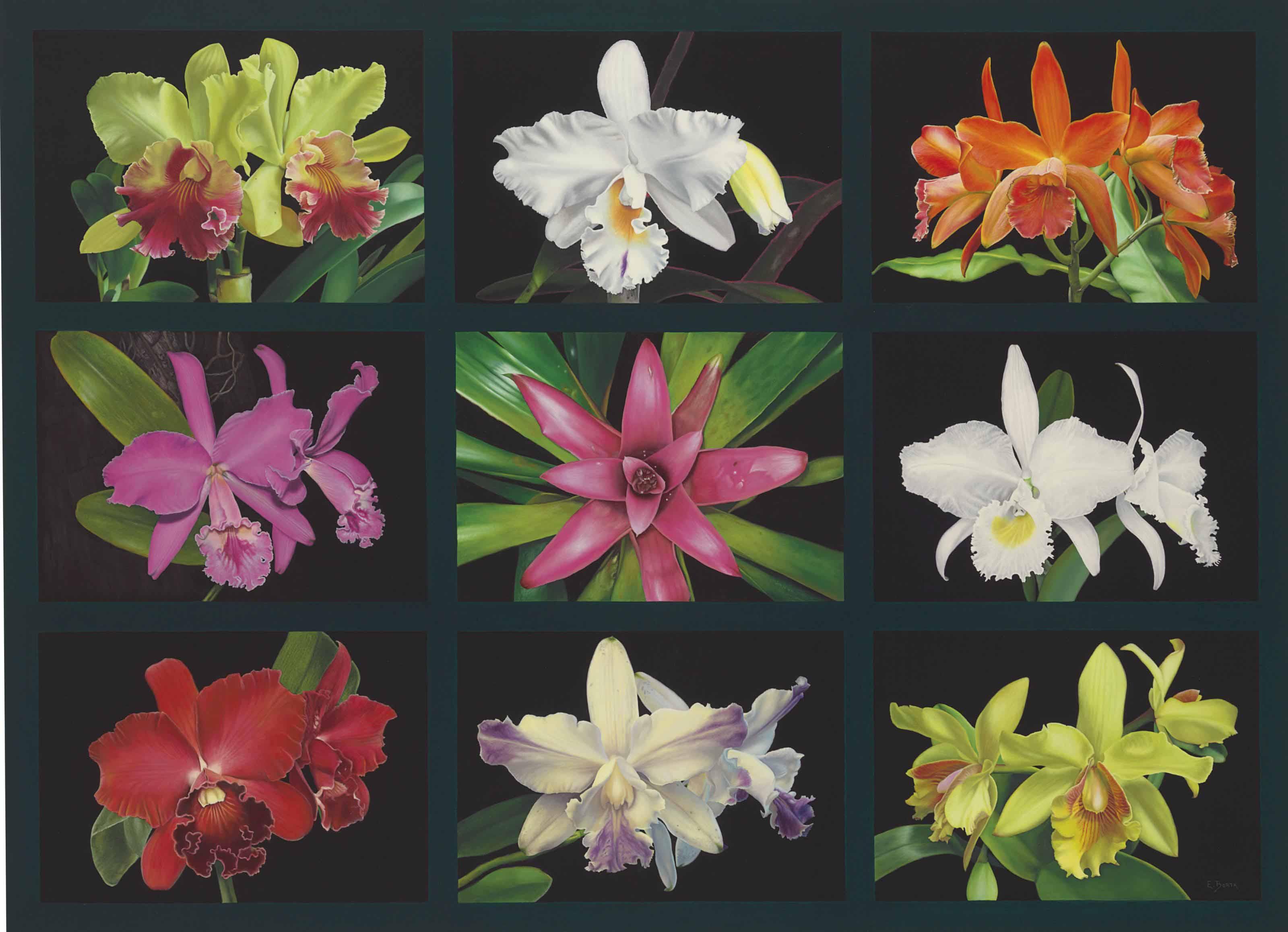 Eduardo Bortk - Colors of Nature V