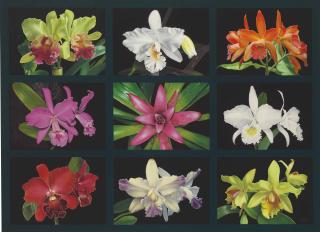 Eduardo Bortk - Colors of Nature V