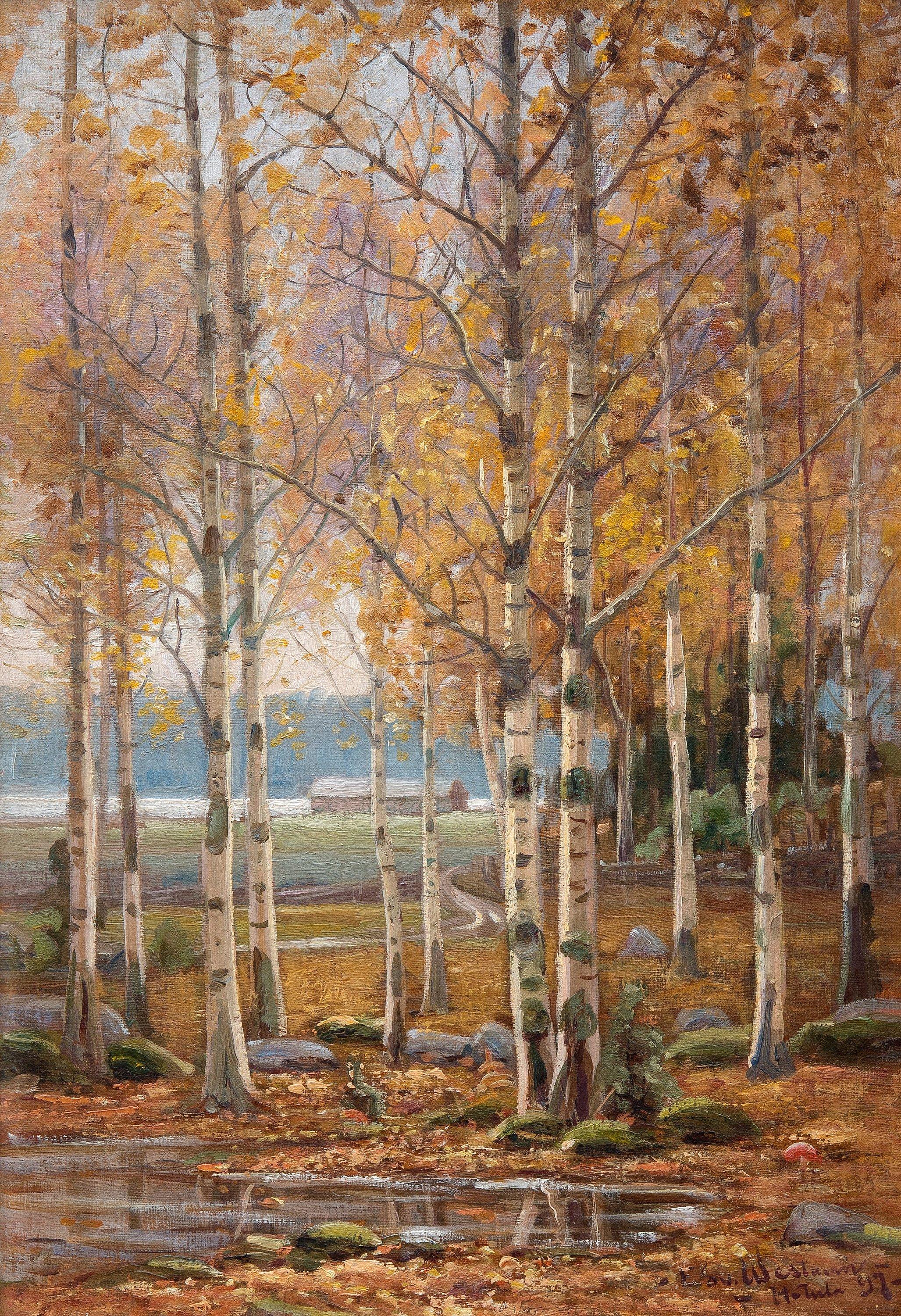 Edvard Westman - Birch Trees In Autumn Colors.