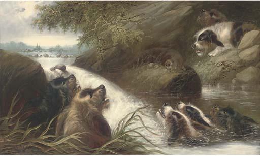Edward Armfield - The Cornered Otter