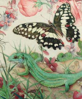 Edward Julius Detmold - A butterfly and green lizard