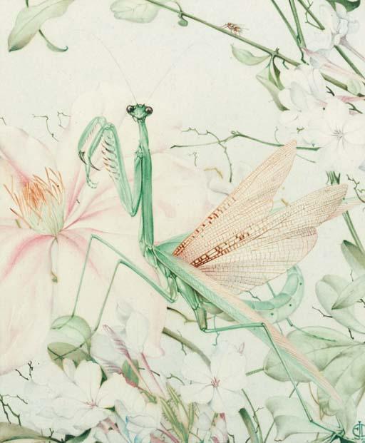 Edward Julius Detmold - A Praying Mantis on an old English rose