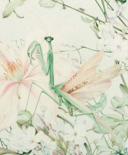 Edward Julius Detmold - A Praying Mantis on an old English rose