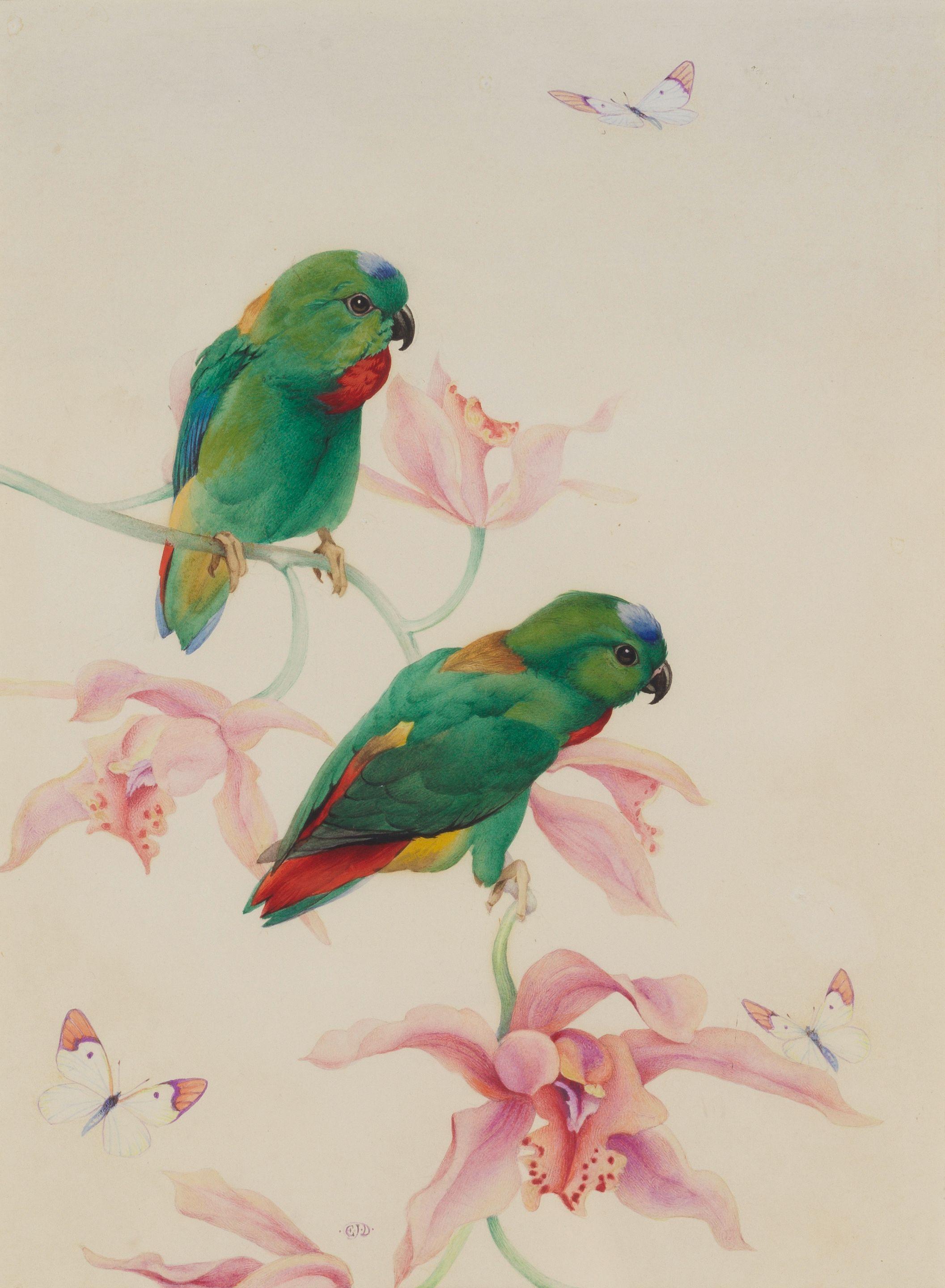 Edward Julius Detmold - Parakeets on an orchid