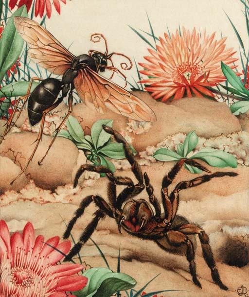 Edward Julius Detmold - The spider and the wasp