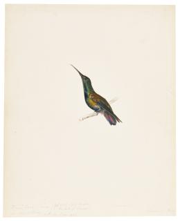 Edward Lear - A Hummingbird