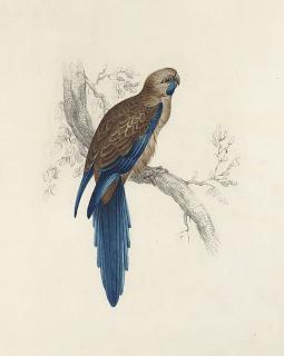 Edward Lear - A Pennantian Broad-Tail Parrot