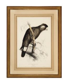 Edward Lear - Baudin\'s Cockatoo from Illustrations of the family of Psittacidae, or Parrots; and three companion prints