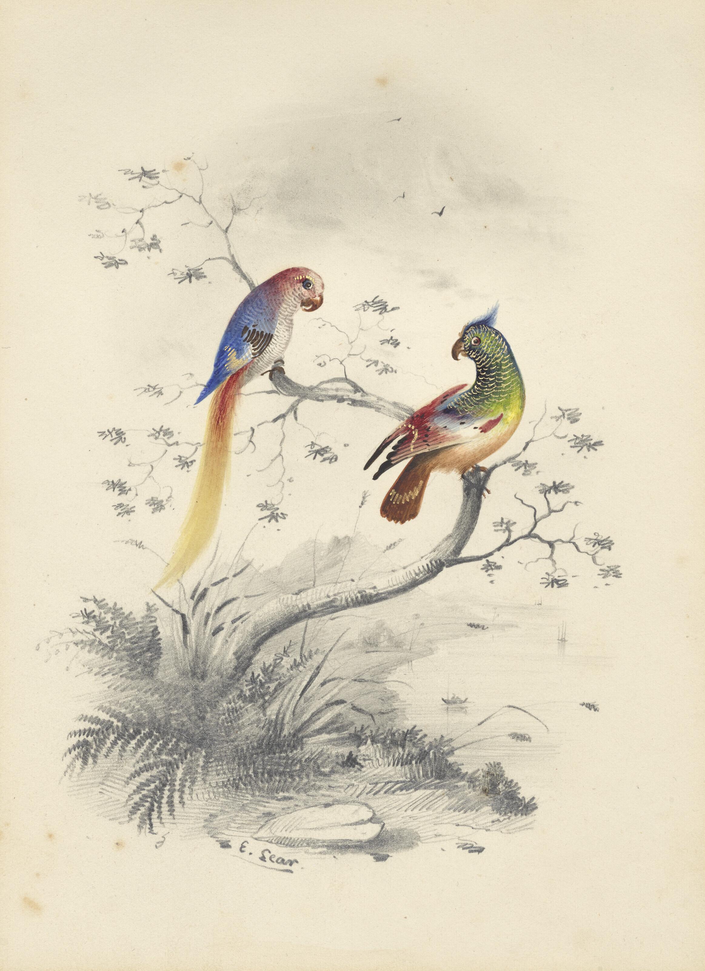 Edward Lear - Four vignette studies of birds - a pair of parrots, a flamingo, an avocet and a merganser