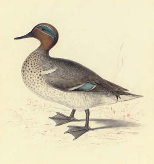 Edward Lear - Study of A Teal