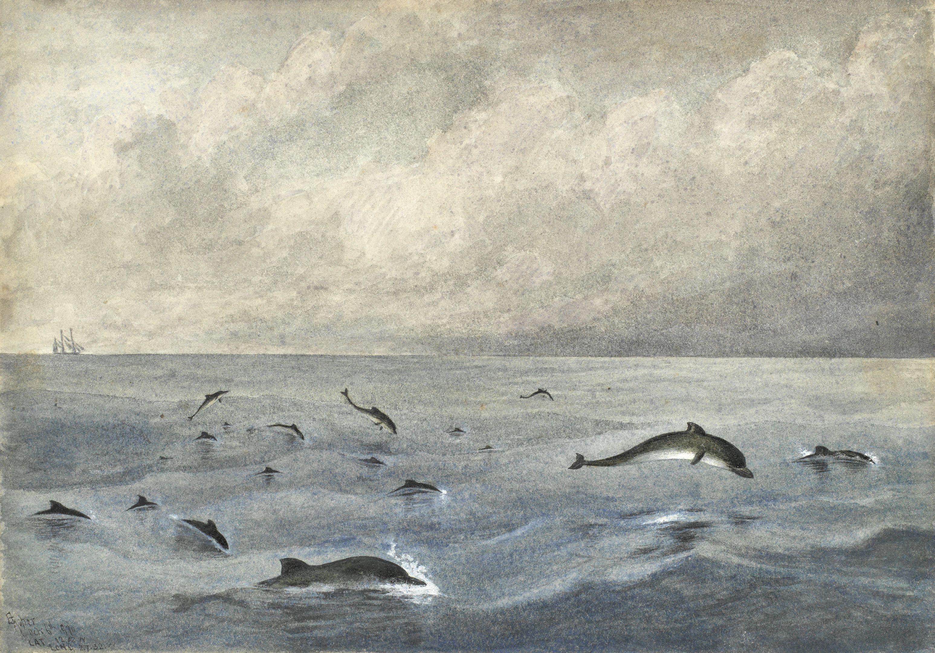 Edward Roper - A School Of Porpoises