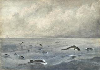 Edward Roper - A School Of Porpoises