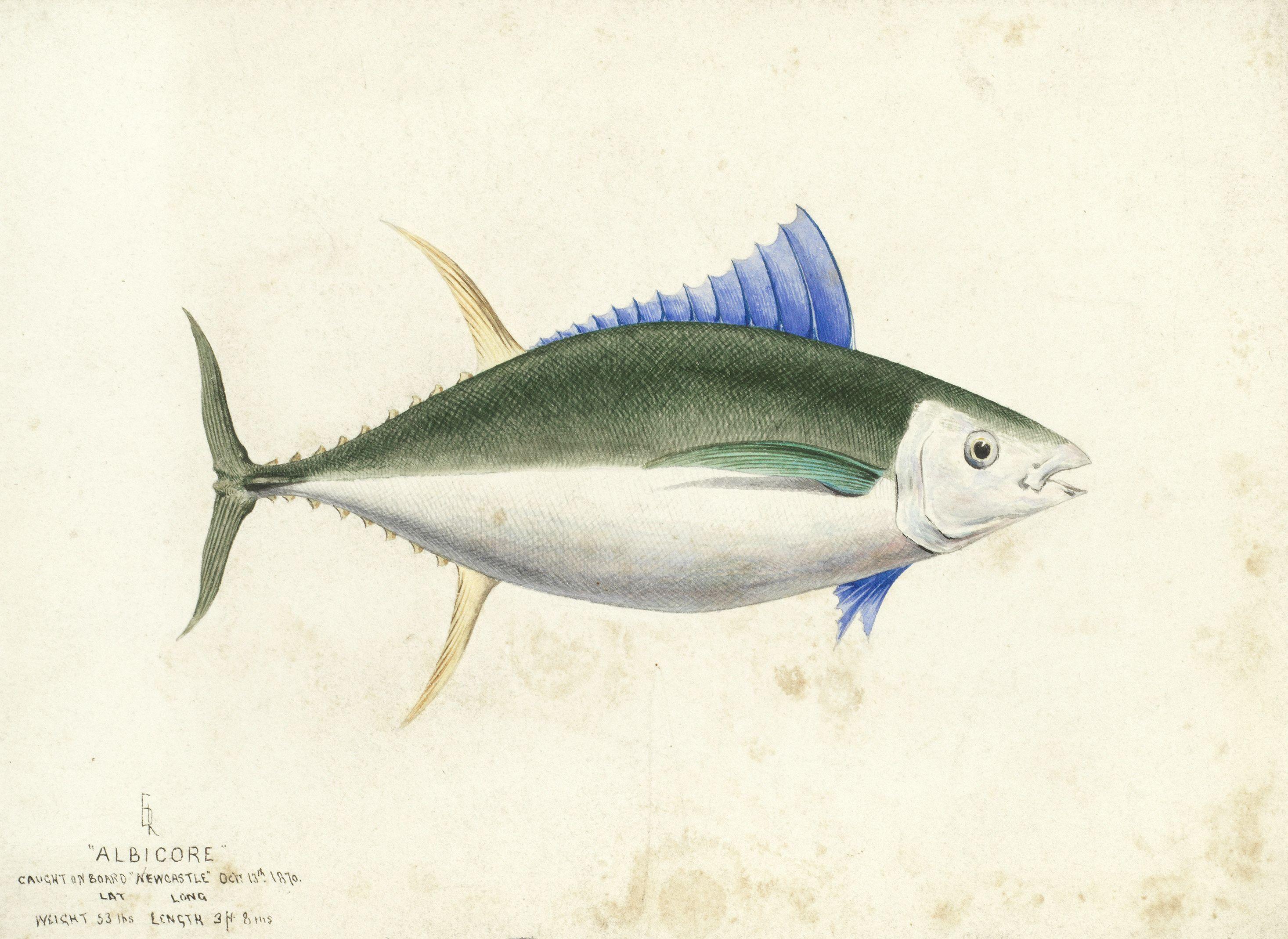 Edward Roper - Albicore