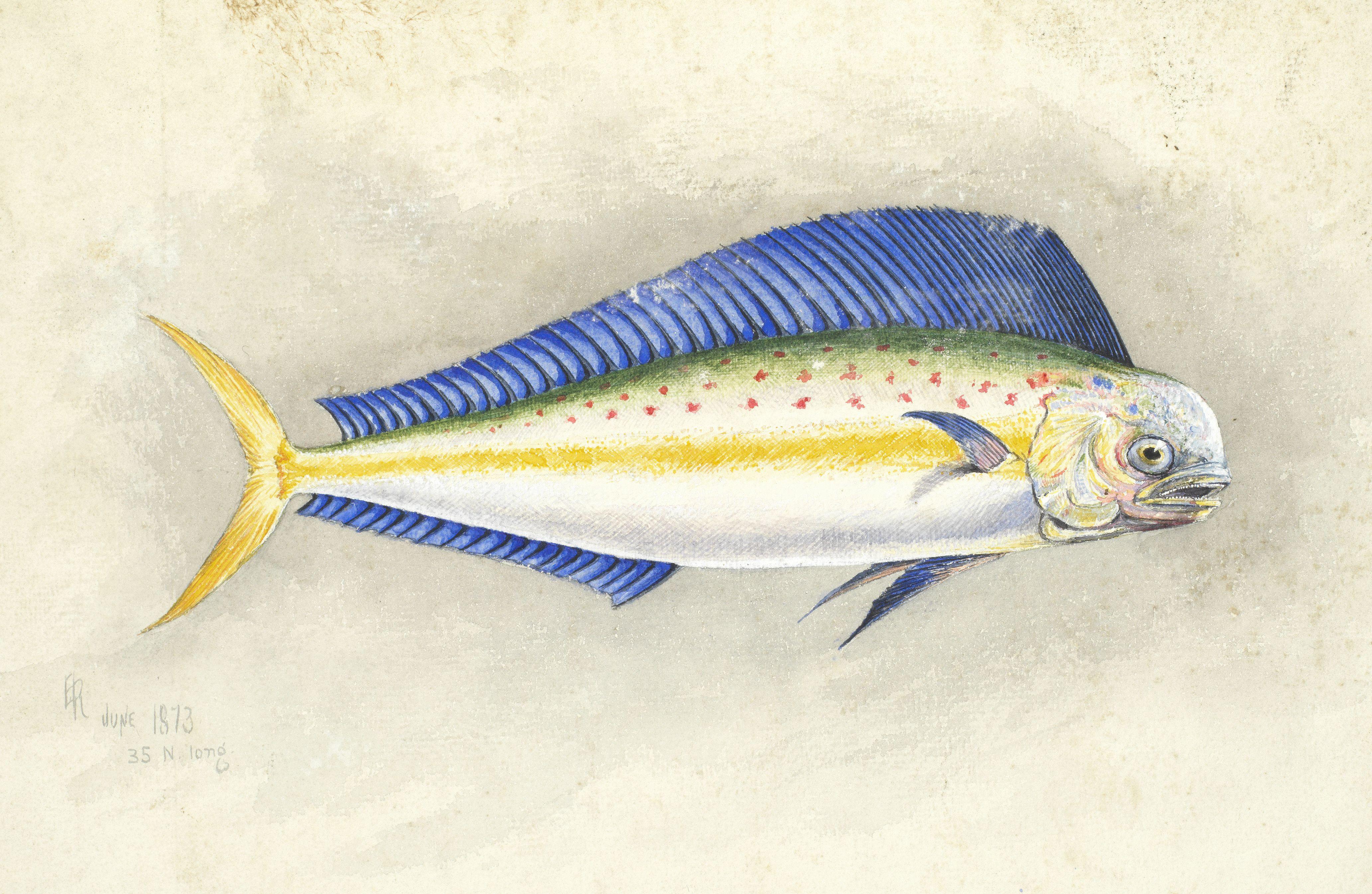 Edward Roper - Study Of A Dolphinfish, 1873