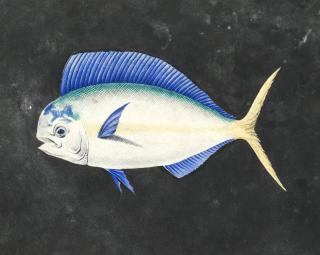 Edward Roper - Study Of A Dolphinfish