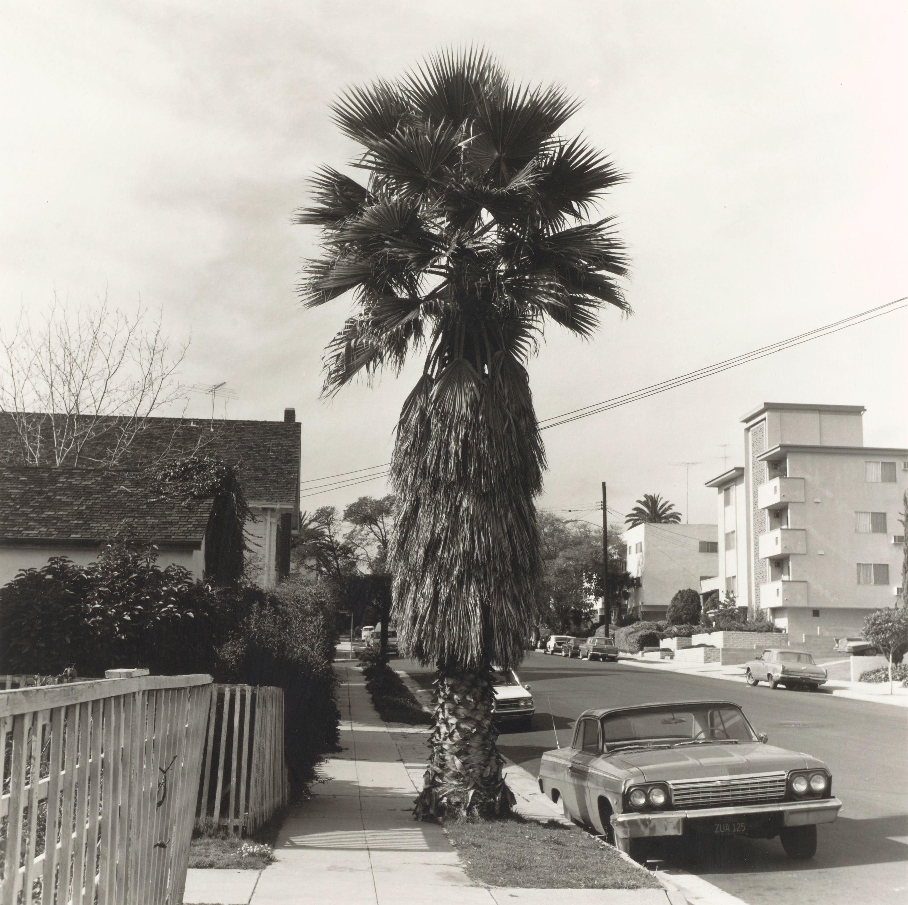Edward Ruscha - Palm Tree #1