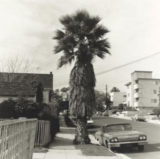 Edward Ruscha - Palm Tree #1