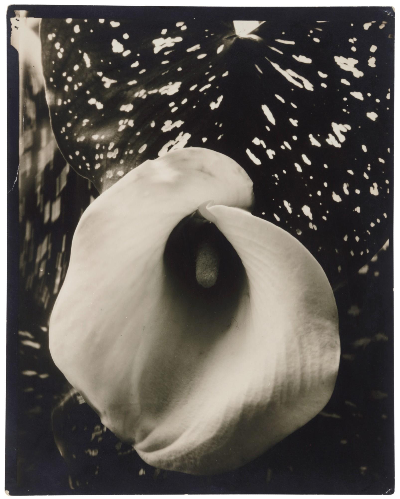 Edward Steichen - \'Calla Lily\'
