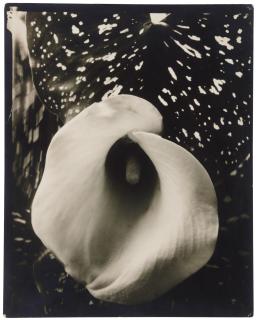 Edward Steichen - \'Calla Lily\'
