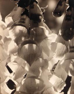 Edward Steichen - Foxgloves